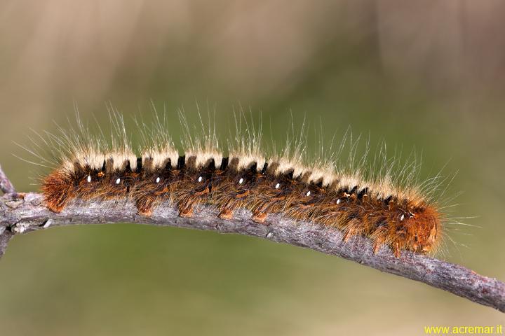 Bruco di Lasiocampa trifolii - No, Lasiocampa quercus